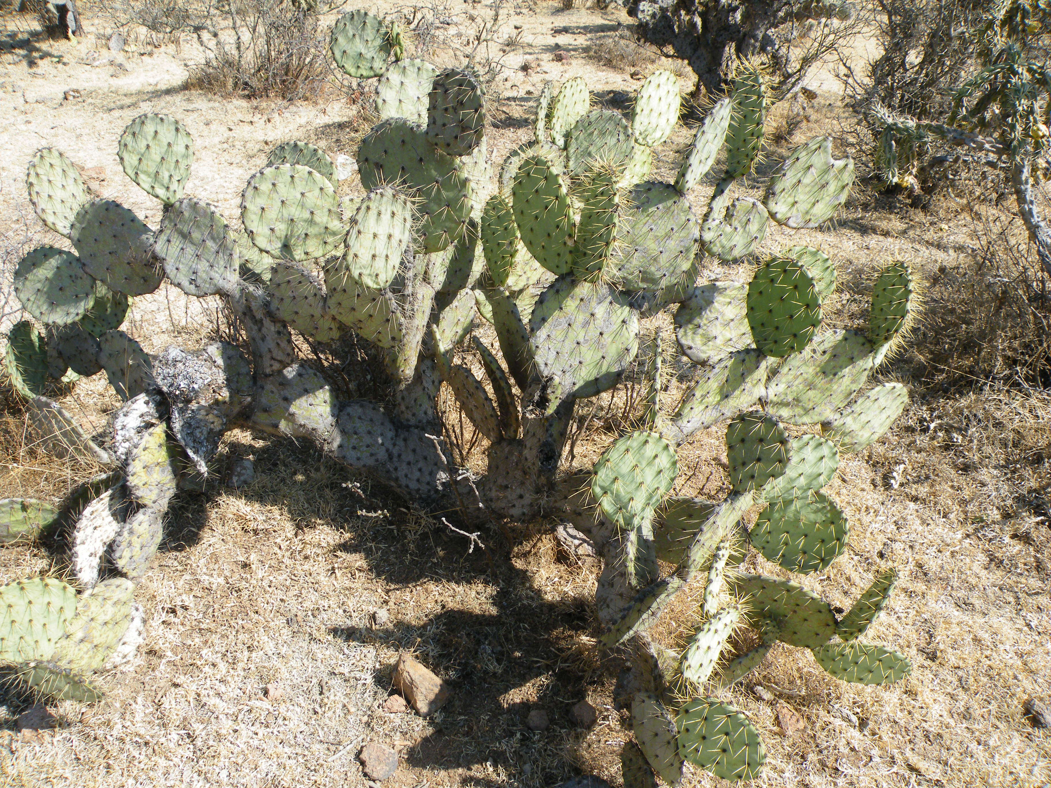 Image of Opuntia dillenii