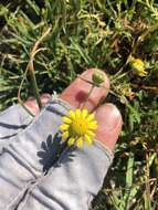 Image de Blennosperma nanum var. robustum J. T. Howell