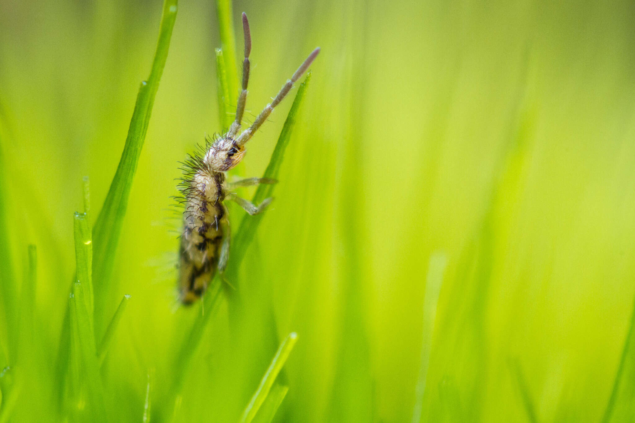 Image of Entomobrya katzi Jordana R & Baquero E ex Baquero, E, Jordana, R, Ortuño & VM 2021