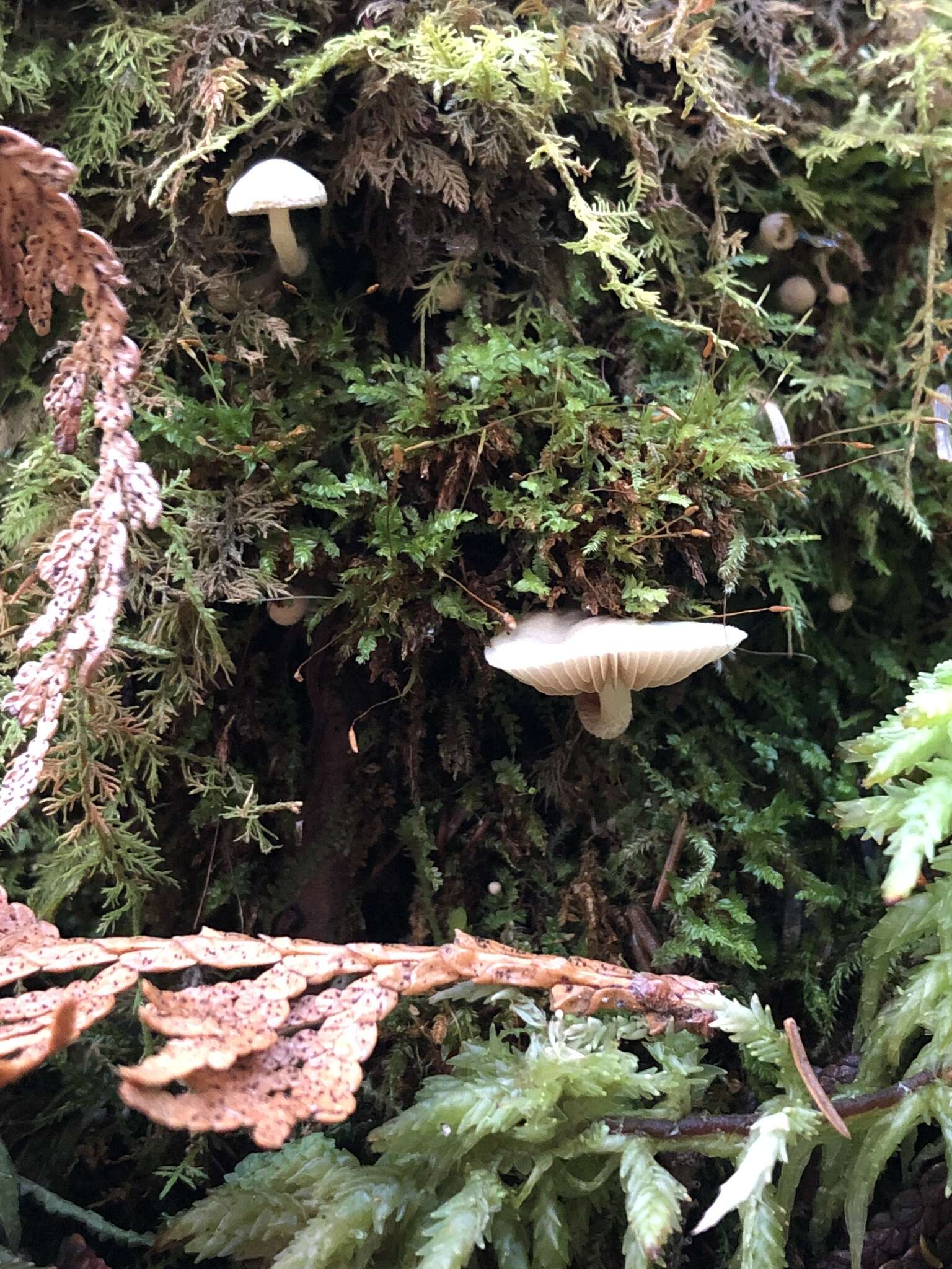 Image of Pholiota scamba (Fr.) M. M. Moser 1986