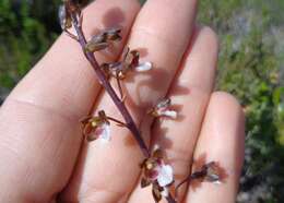 Image of Acrolophia micrantha (Lindl.) Pfitzer