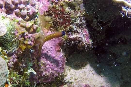 Image of Aron's Blenny