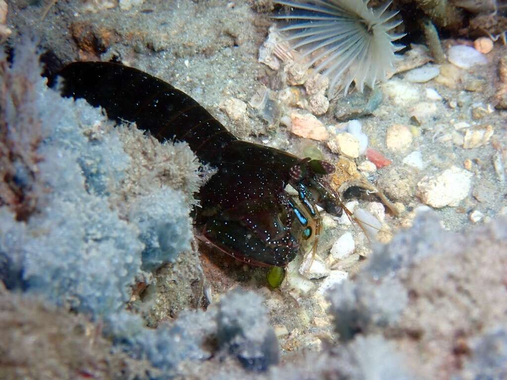 Image of pseudosquillid mantis shrimps