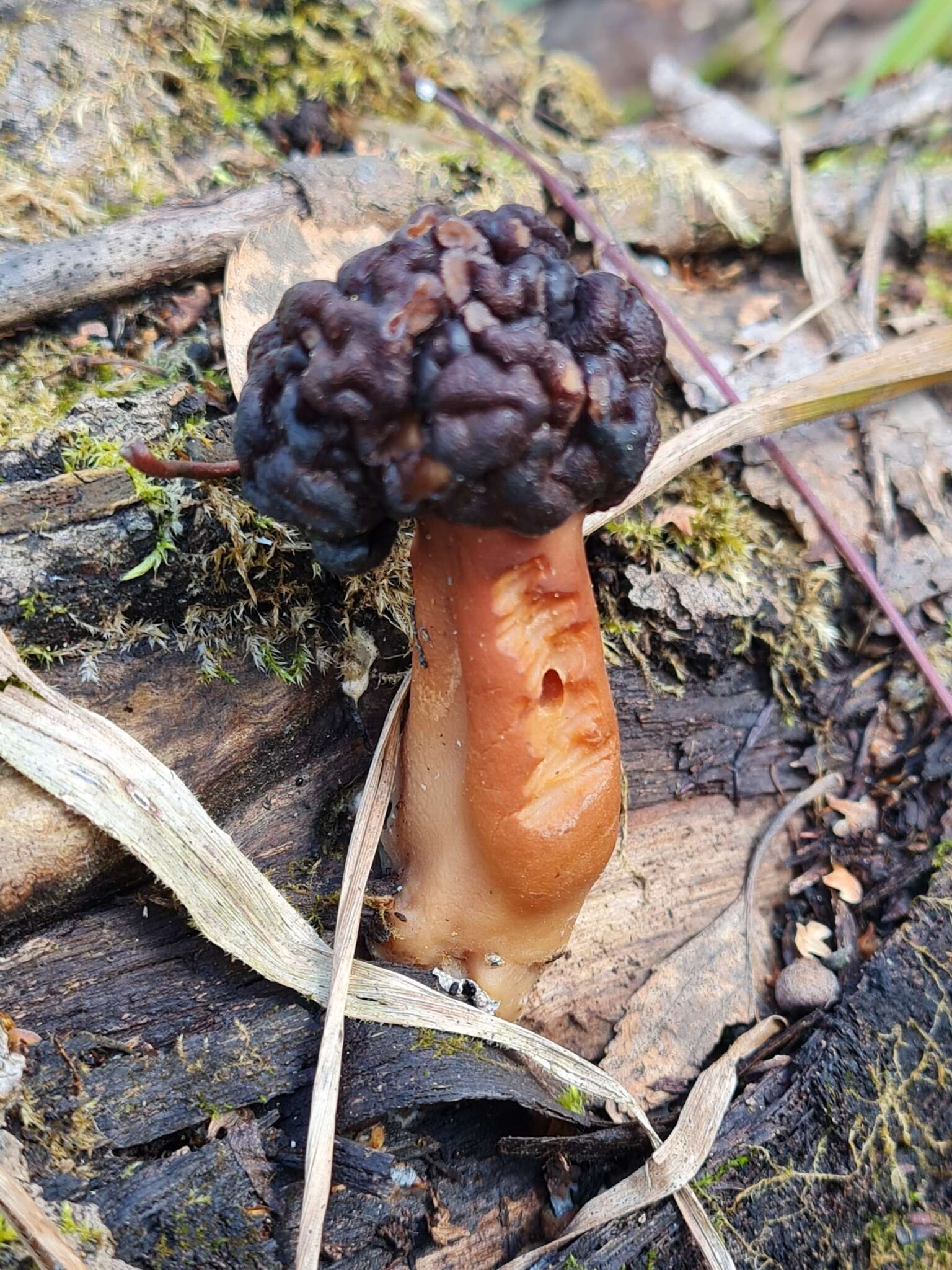 Plancia ëd Gyromitra longipes Harmaja 1979