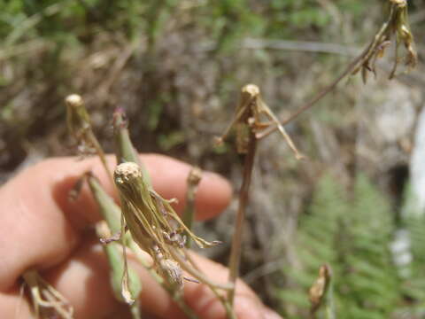 Lactuca graminifolia Michx. resmi