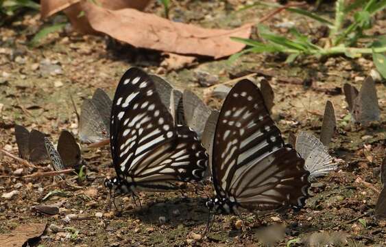 Sivun Graphium macareus (Godart 1819) kuva