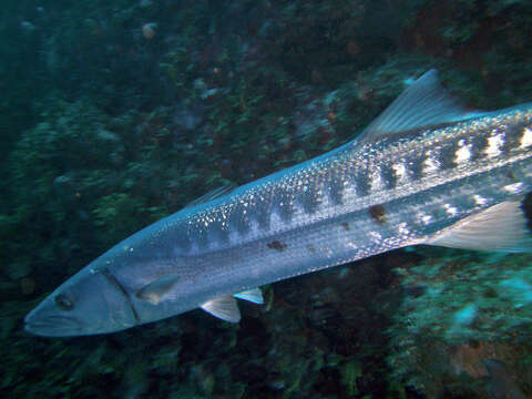 Image of barracudas