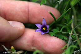 Sivun Romulea linaresii subsp. graeca Bég. kuva