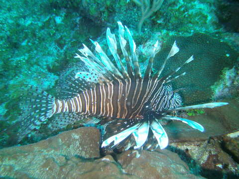 Image of Common lionfish