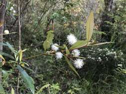 Image of black wattle