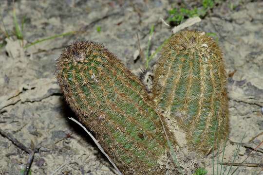 Image of Bailey's Hedgehog Cactus