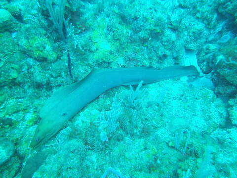 Image of Black Moray