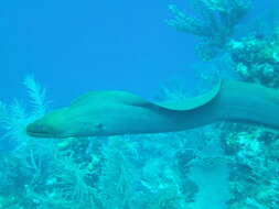 Image of Black Moray