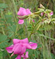 Tephrosia shiluwanensis Schinz的圖片