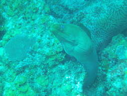 Image of Black Moray