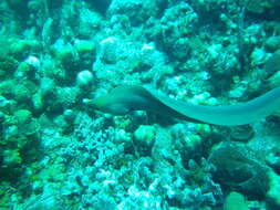 Image of Black Moray