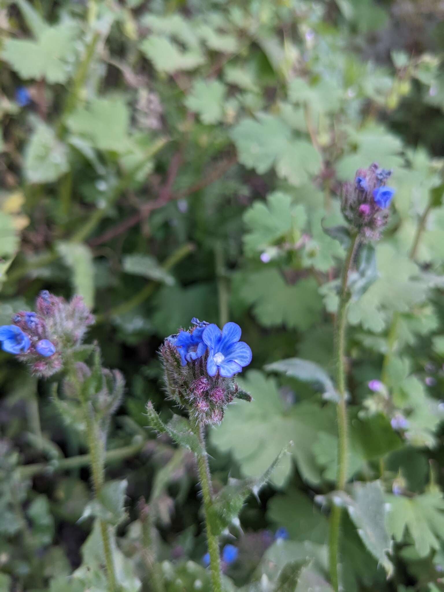 Слика од Anchusella cretica (Mill.) M. Bigazzi, E. Nardi & F. Selvi