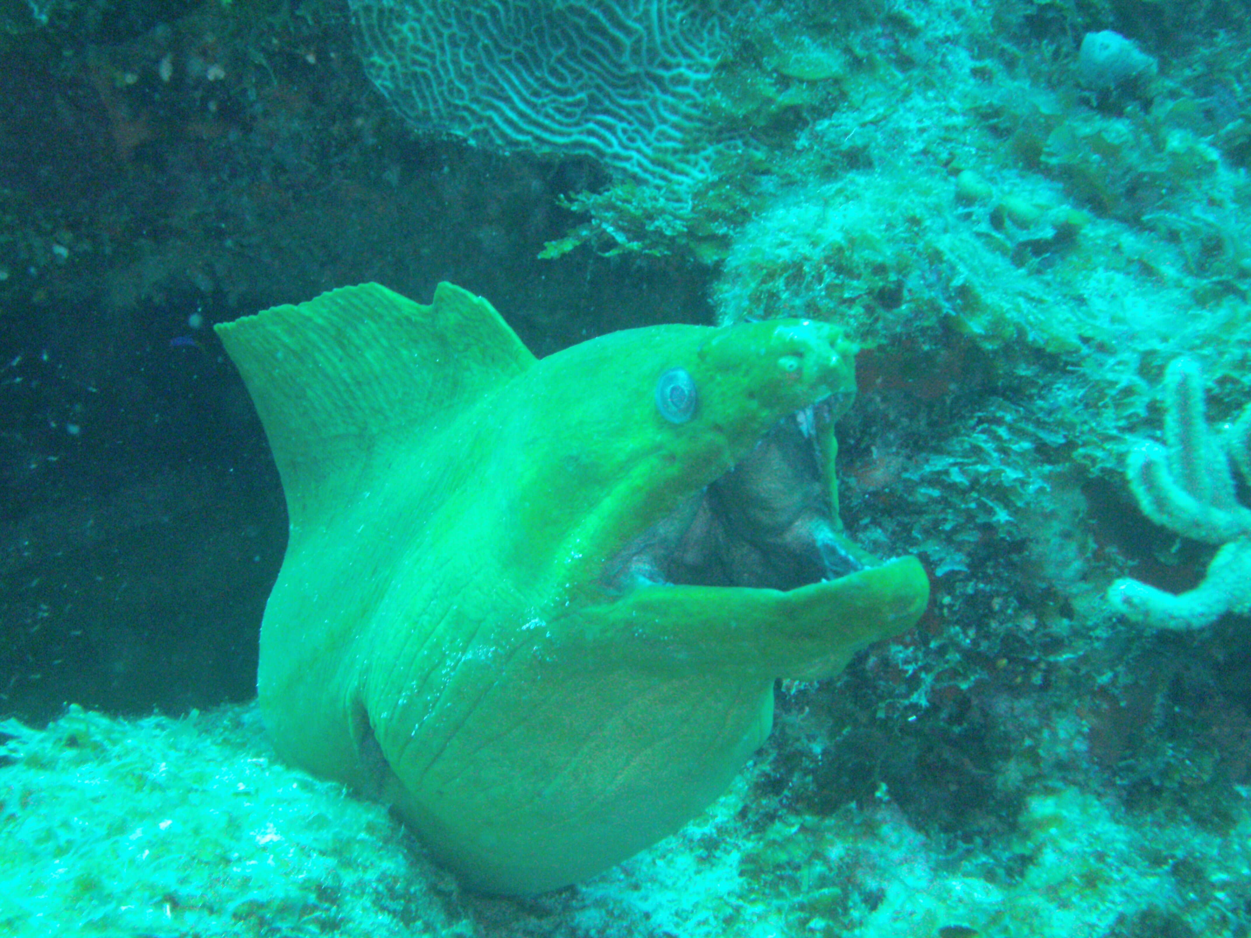 Image of Black Moray