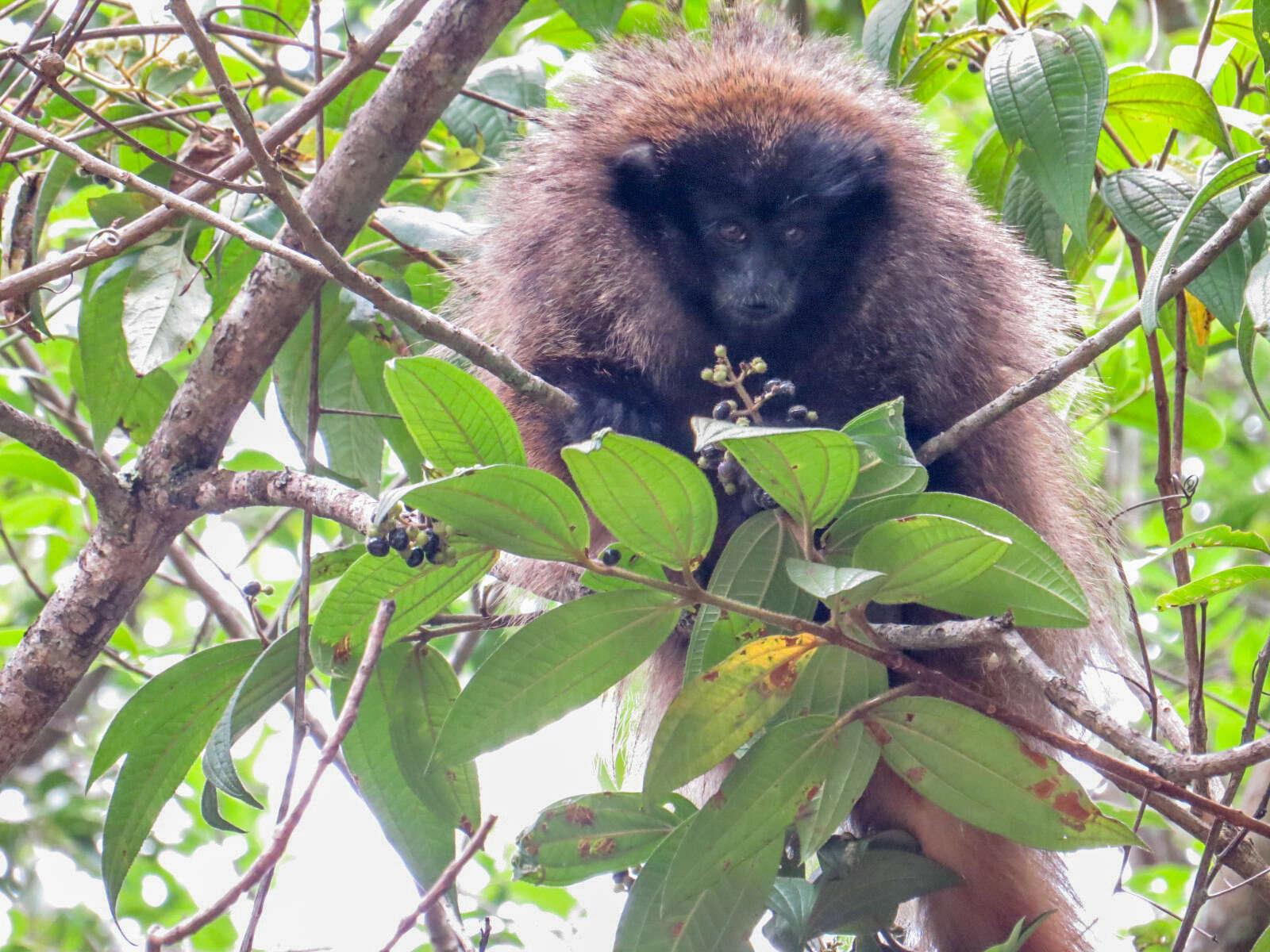 Image of Black-fronted Titi Monkey