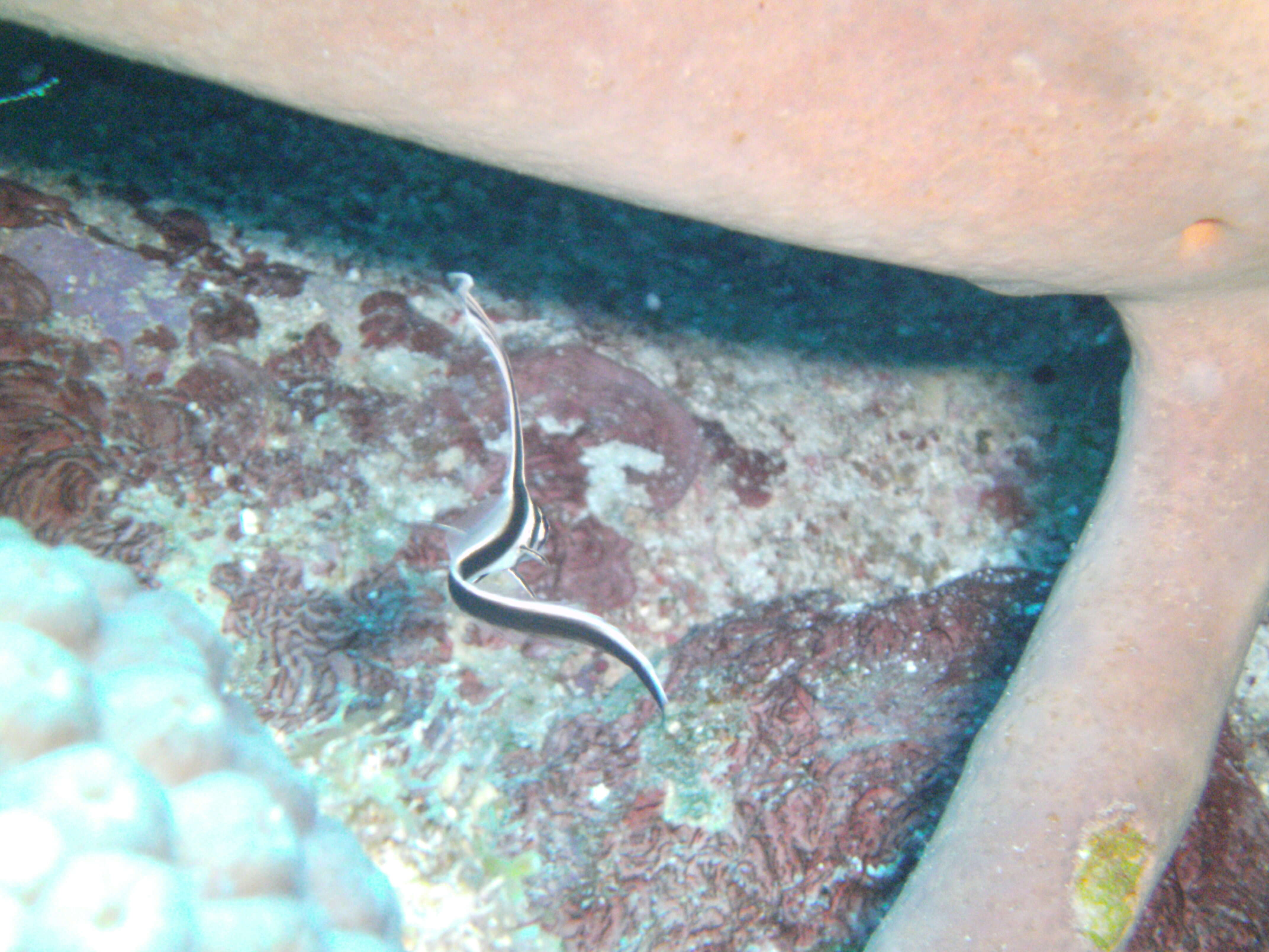 صورة Equetus punctatus (Bloch & Schneider 1801)