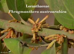 Image of Phragmanthera austroarabica A. G. Miller & J. A. Nyberg