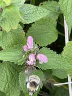 Image of Lamium album subsp. barbatum (Siebold & Zucc.) Mennema