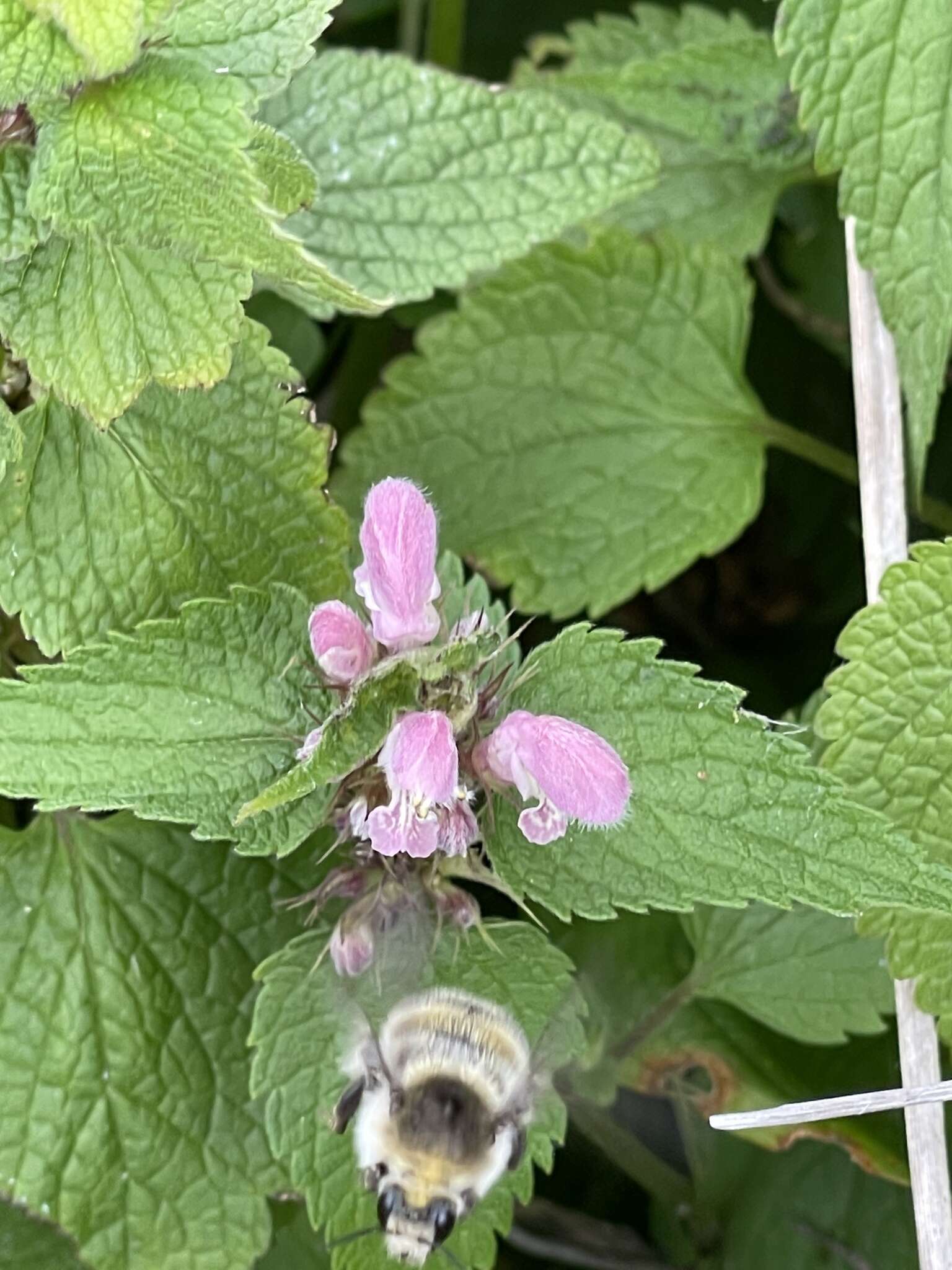 Image of Lamium album subsp. barbatum (Siebold & Zucc.) Mennema