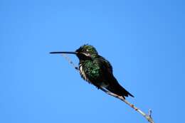 Image of Stripe-breasted Starthroat