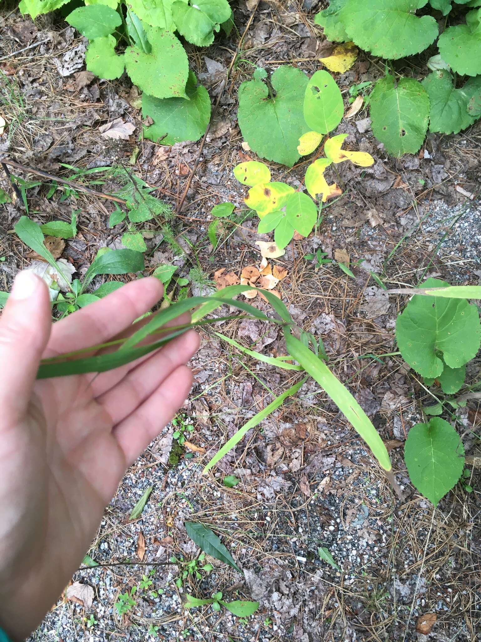 Image of fringed brome