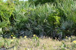 Image of scrub palmetto