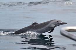 Image of Bridled Dolphin