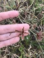 Image of Cyperus rubicundus Vahl