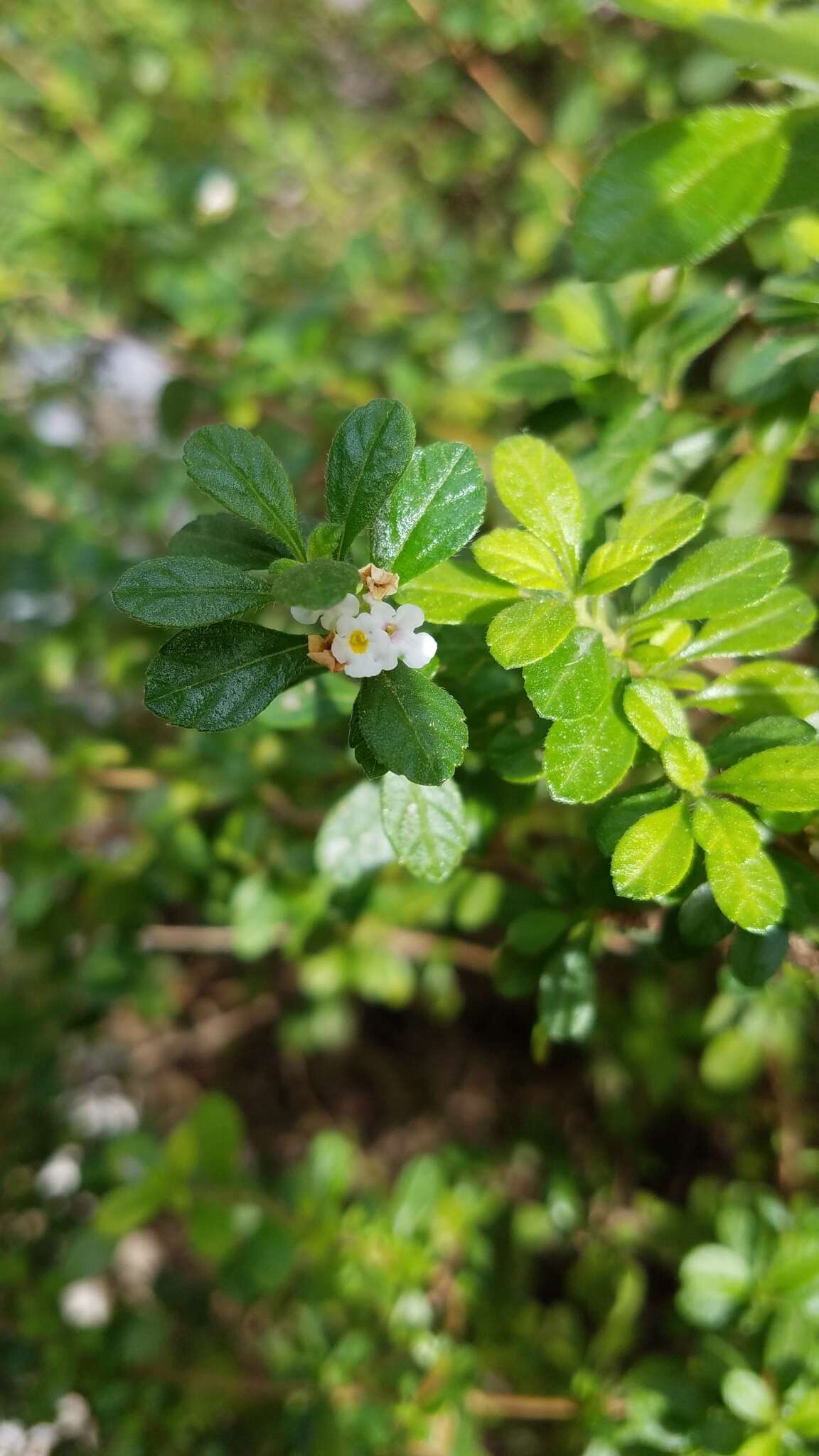 Image of Spanish thyme