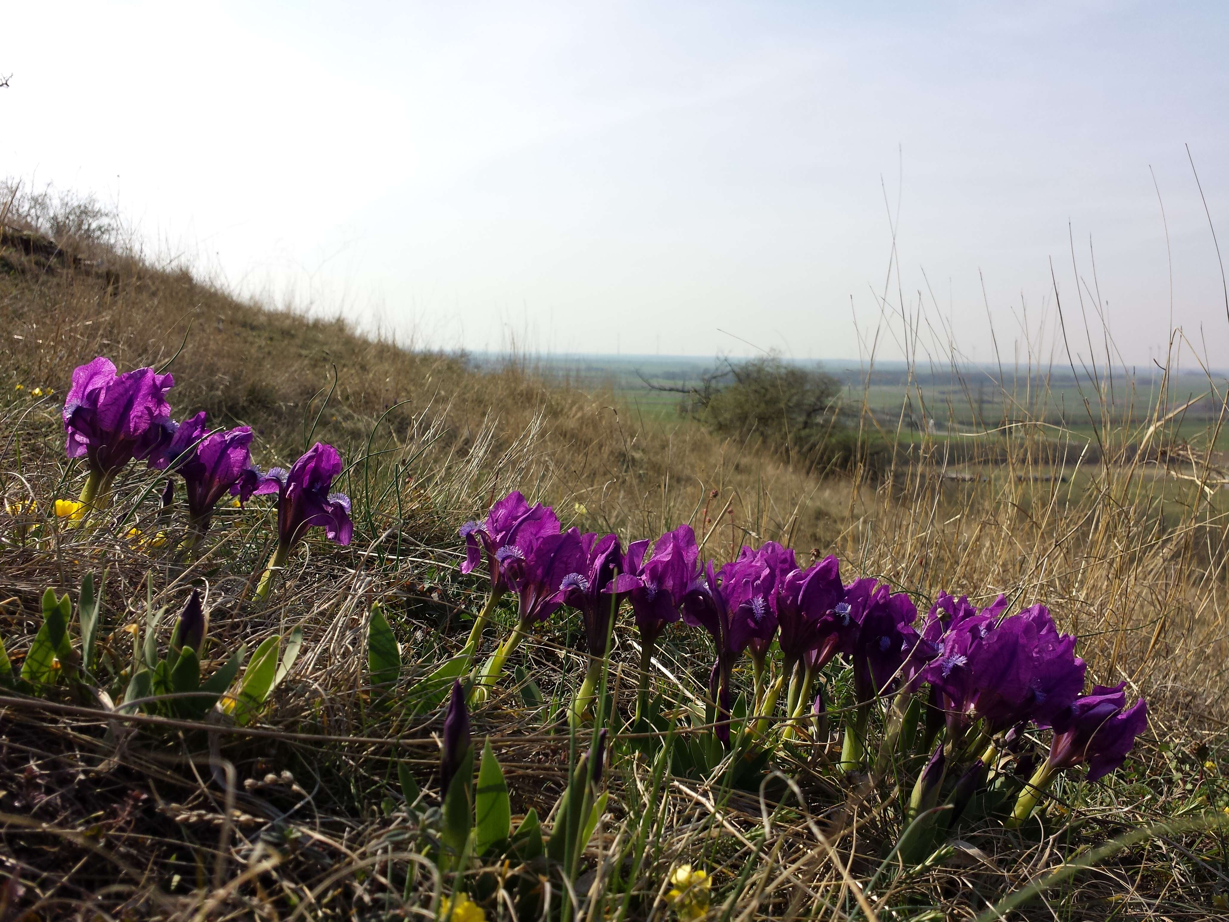 Plancia ëd Iris pumila L.