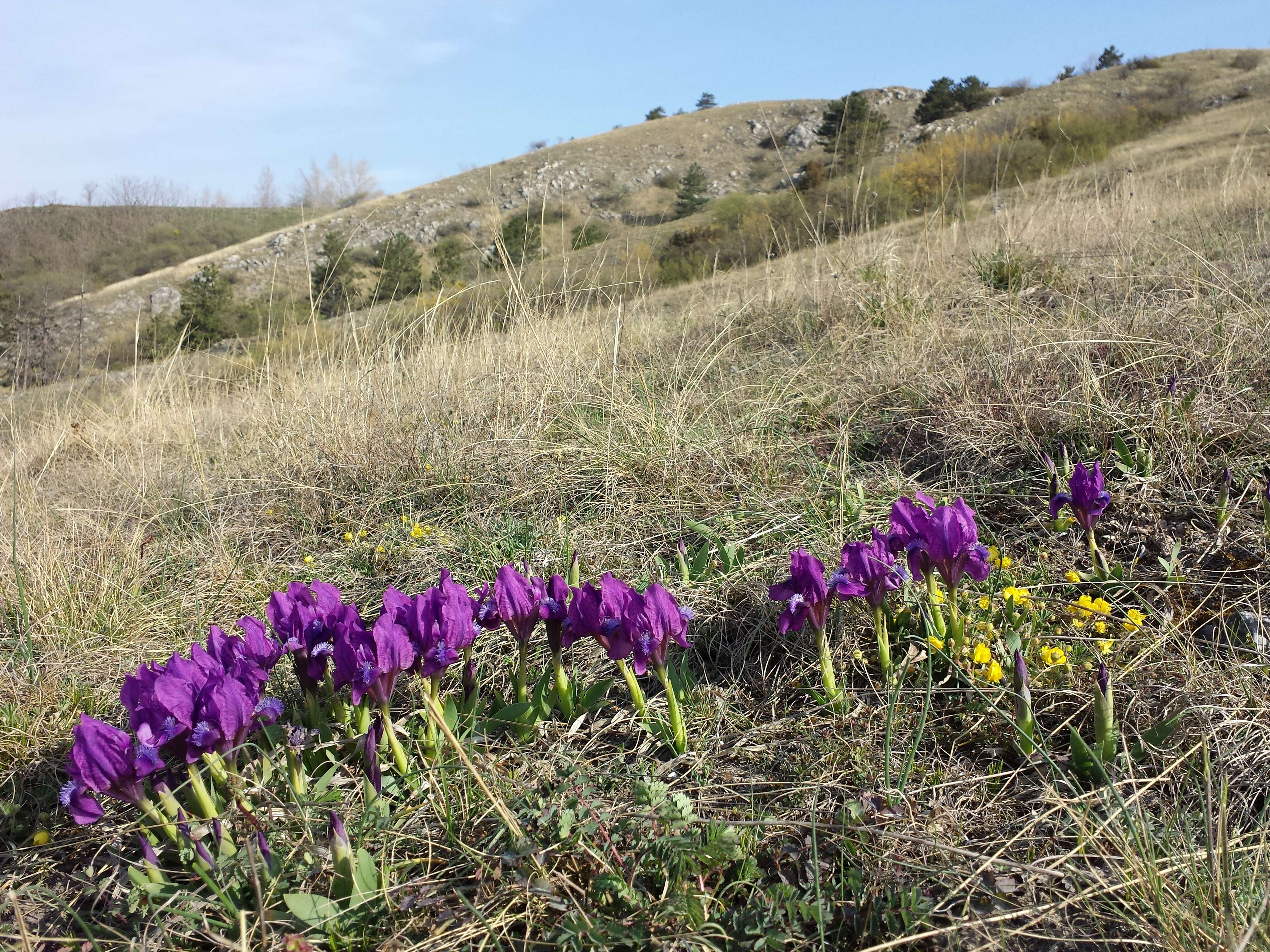 Plancia ëd Iris pumila L.