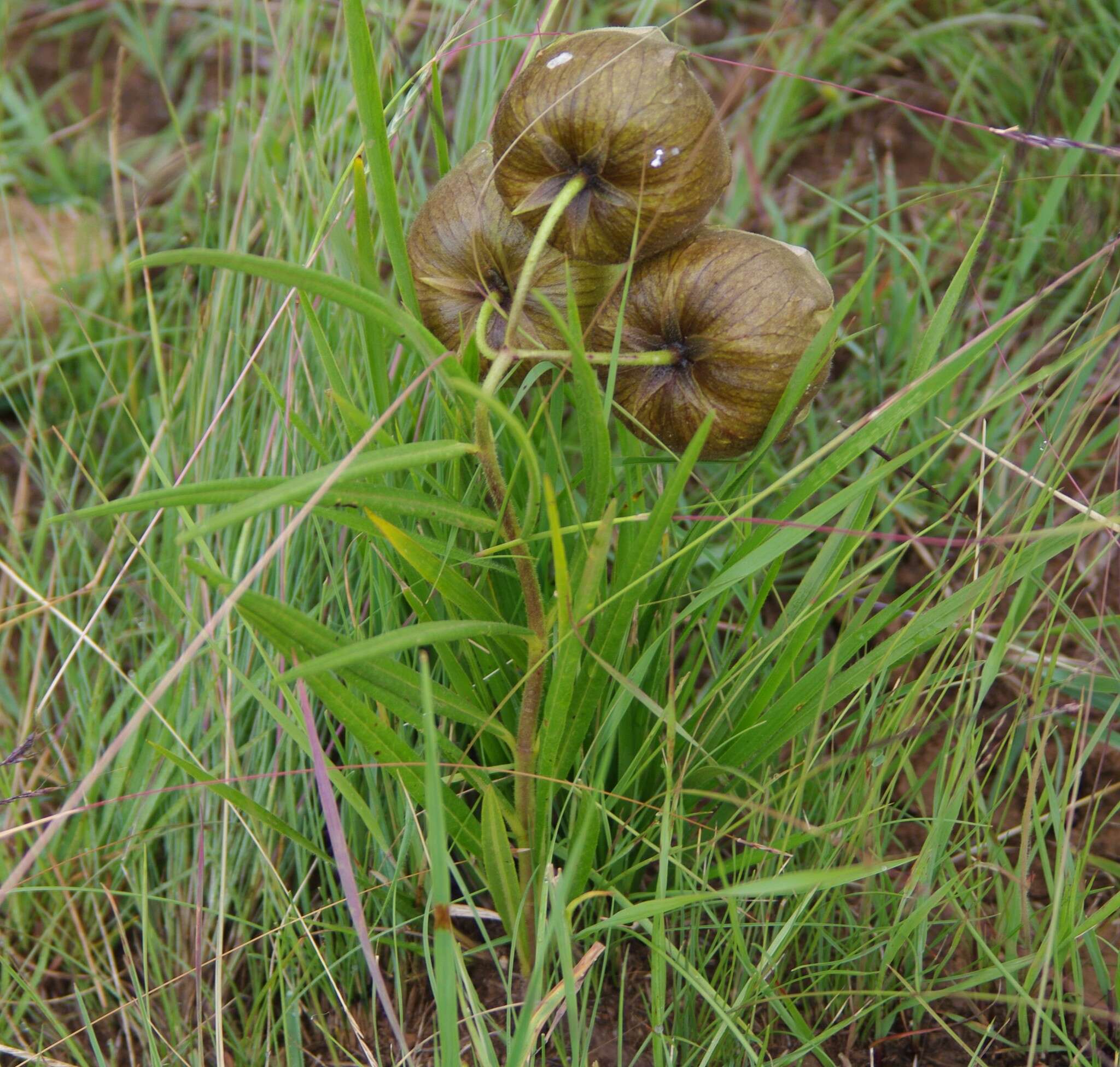 Слика од Pachycarpus campanulatus var. sutherlandii N. E. Br.