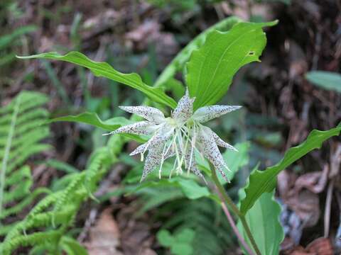 Prosartes maculata (Buckley) A. Gray的圖片