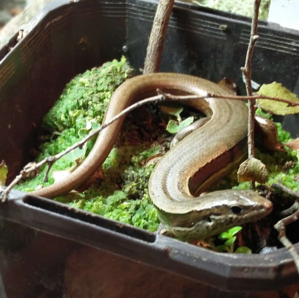 Image of Brown Skink