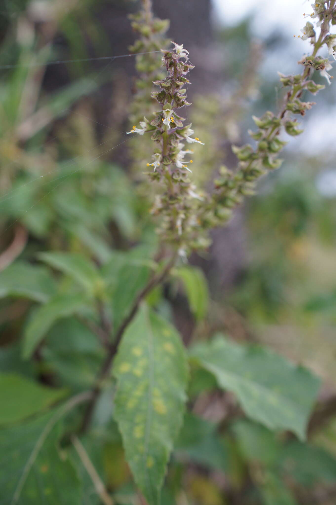 Image of African basil