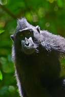 Image of Celebes crested macaque