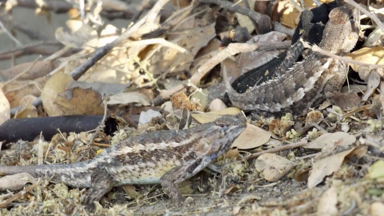 Imagem de Sceloporus albiventris Smith 1939