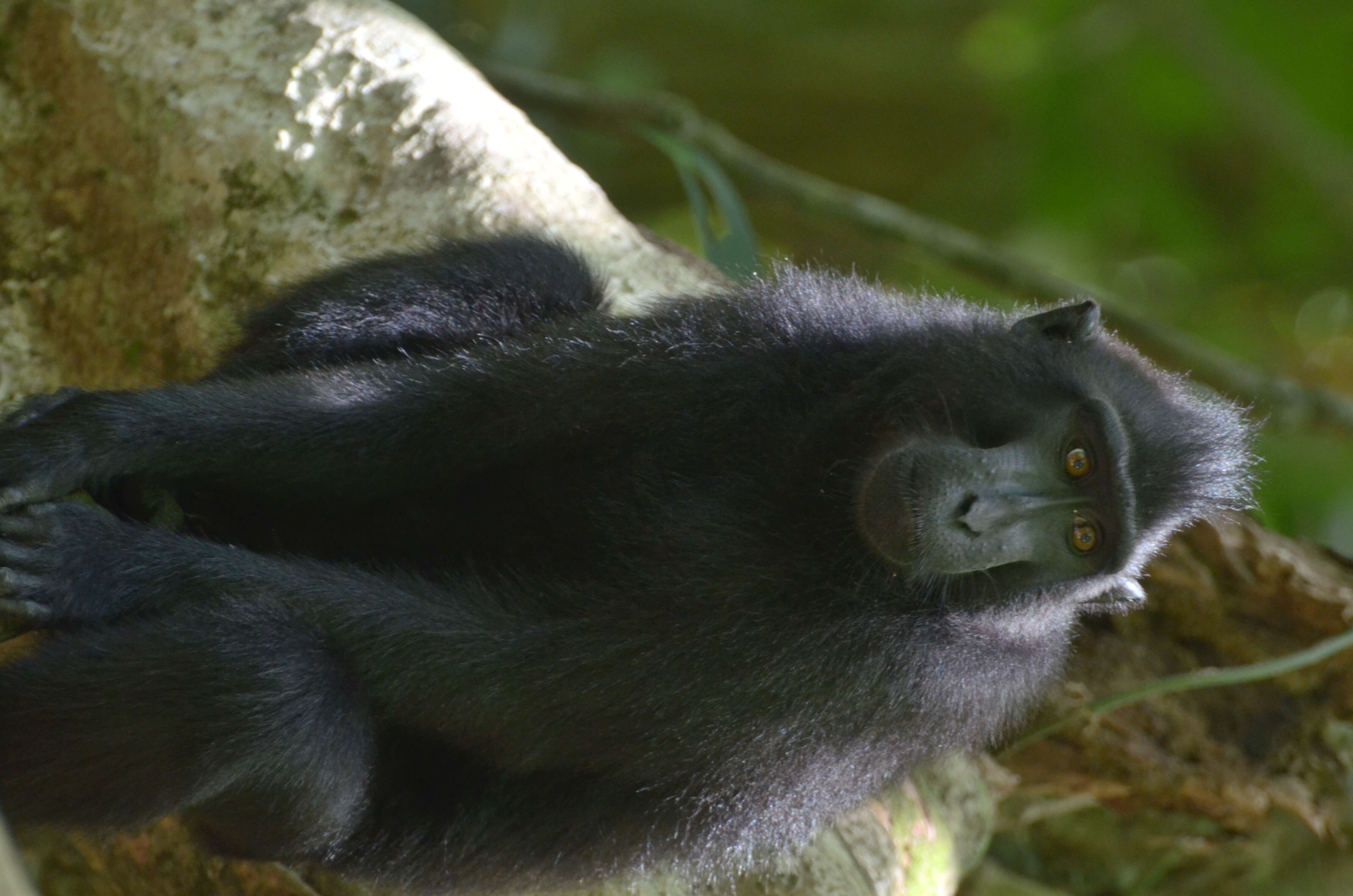 Image of Celebes crested macaque