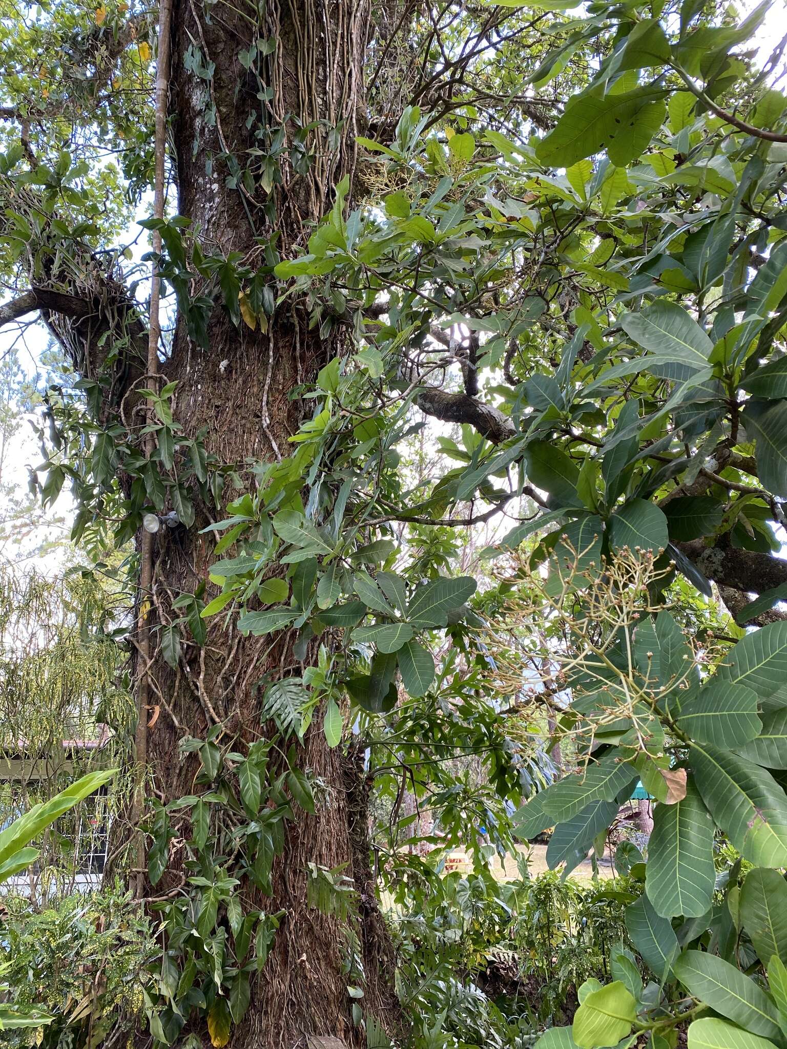 Image of Wild Cashew