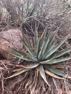 Слика од Agave utahensis subsp. kaibabensis (McKelvey) Gentry