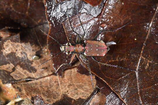 Imagem de Lophyra (Spilodia) lineifrons (Chaudoir 1865)