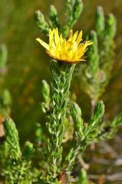 Plancia ëd Oedera calycina subsp. calycina