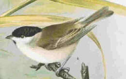 Image of Marsh Tit