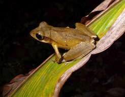 Image of Polypedates occidentalis Das & Dutta 2006