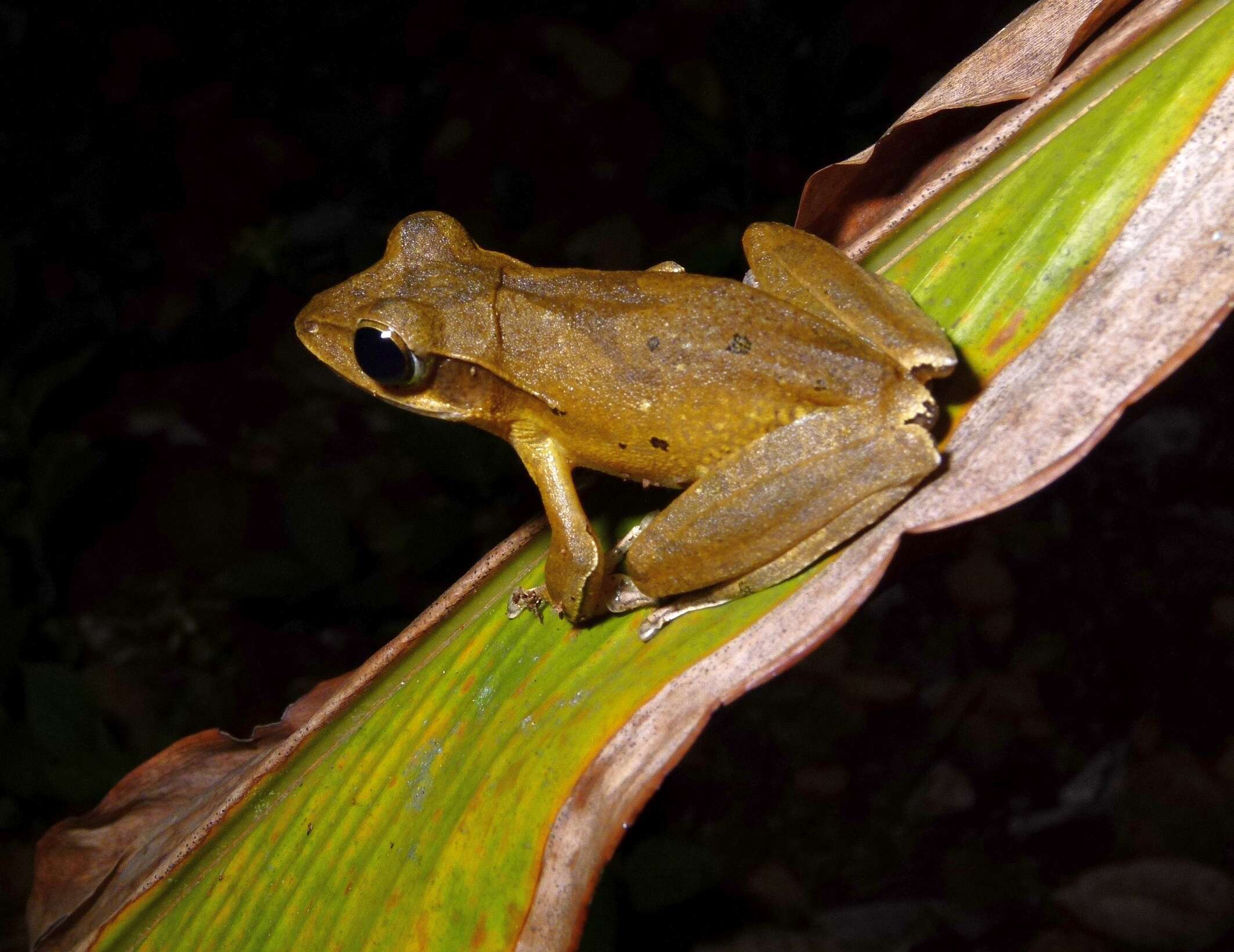 Image of Polypedates occidentalis Das & Dutta 2006