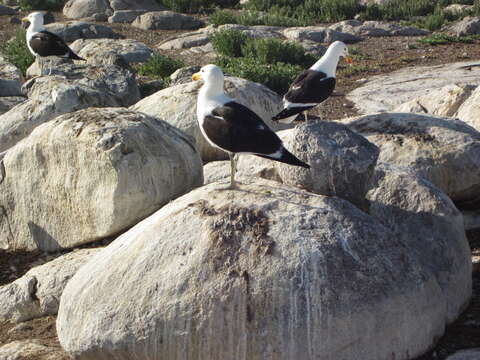 Larus dominicanus vetula Bruch 1855的圖片